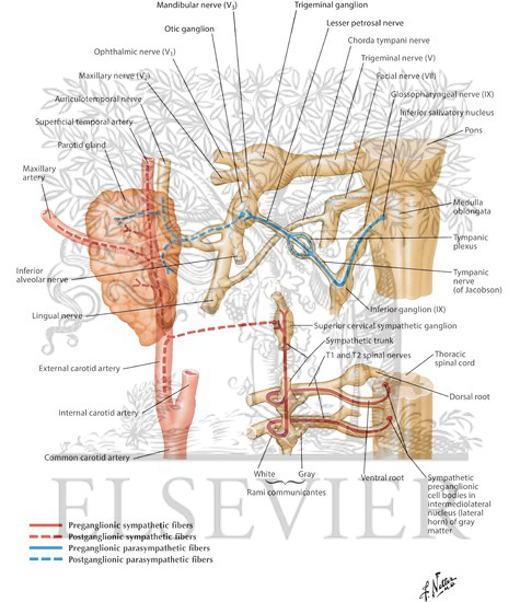 Watermarked preview of labeled image: Pterygopalatine and Submandibular Ganglia: Schema 