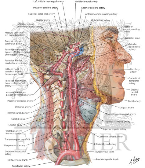 Arteries to Brain and Meninges