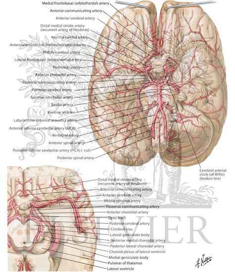 Arteries at the Base of the Brain