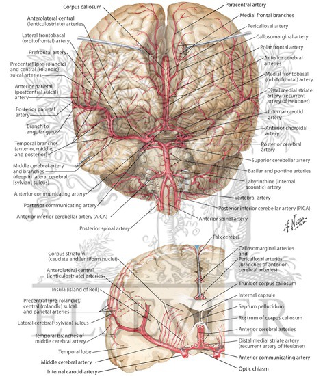 Arteries of Brain: Frontal View and Section
Arterial Supply of the Brain-Frontal View and Cross Section
Intracranial Arteries (anterior and posterior)
Supratentorial Arteries of Brain