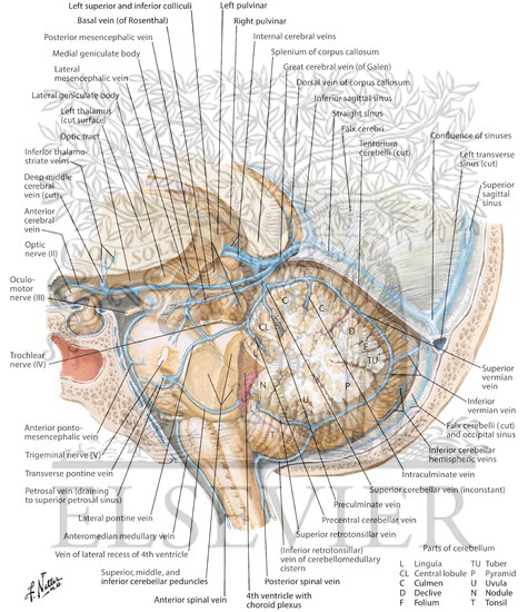 Watermarked preview of labeled image: Veins of Posterior Cranial Fossa