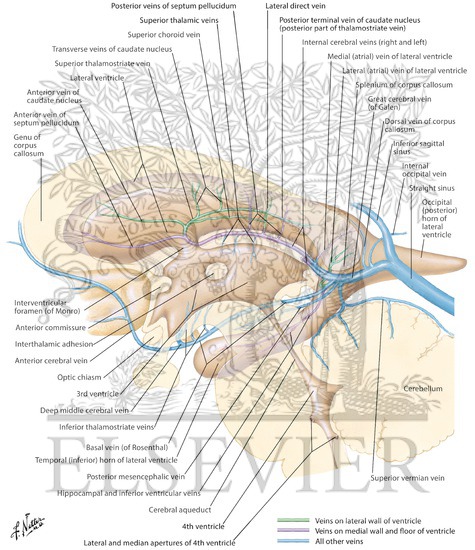Watermarked preview of labeled image: Subependymal Veins of Brain
