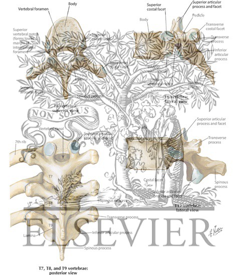 Thoracic Vertebrae 