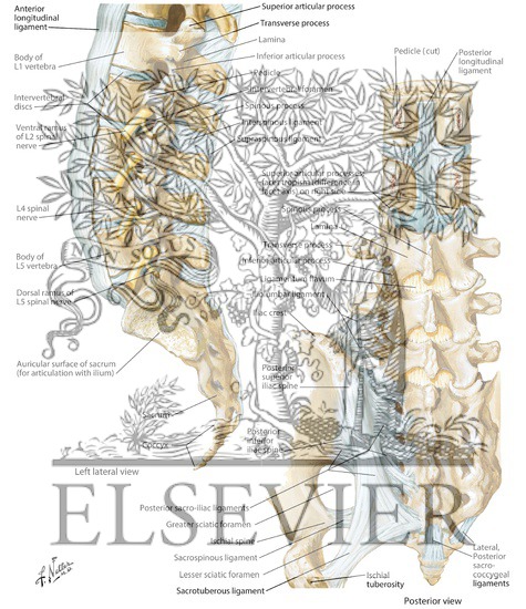 Watermarked preview of labeled image: Vertebral Ligaments: Lumbosacral Region