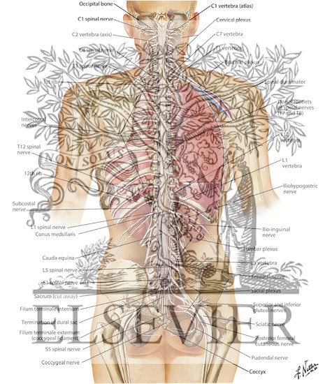 Watermarked preview of labeled image: Spinal Cord and Ventral Rami In Situ