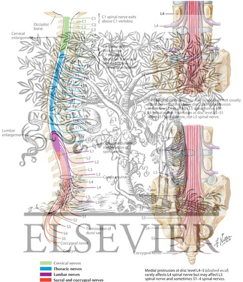 Relation of Spinal Nerve Roots to Vertebrae
The Spine