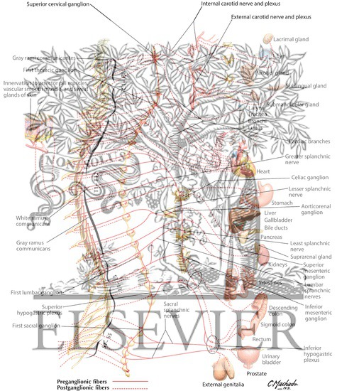 Sympathetic Nervous System: Schema