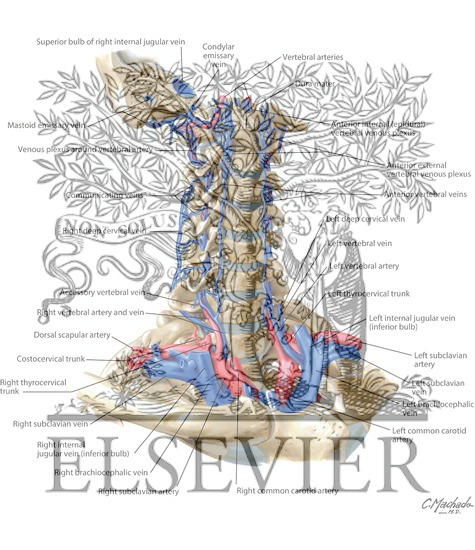 Watermarked preview of labeled image: Veins of the Vertebral Column: Vertebral Veins