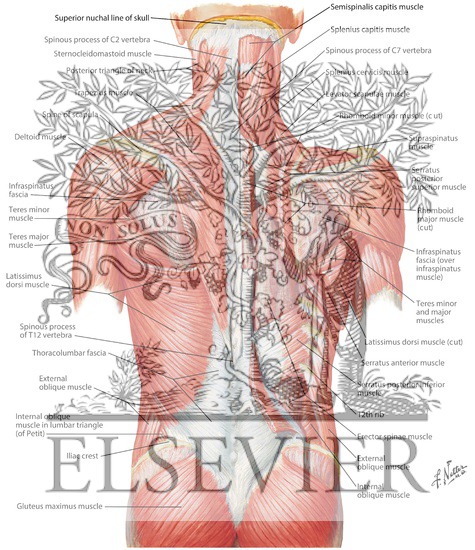 Muscles of Back: Superficial Layers
Superficial Muscles: Posterior Neck and Back