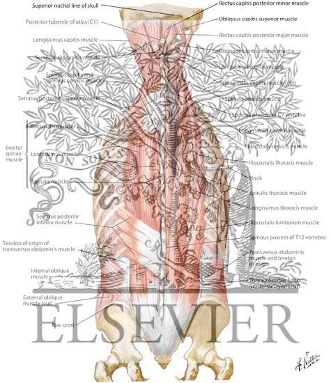 Watermarked preview of labeled image: Muscles of Back: Intermediate Layers