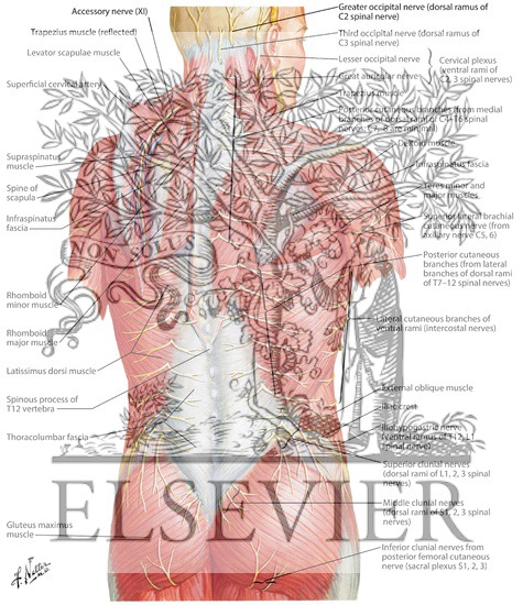 Nerves of Back