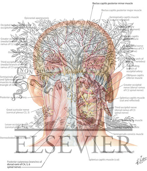 Watermarked preview of labeled image: Suboccipital Triangle
