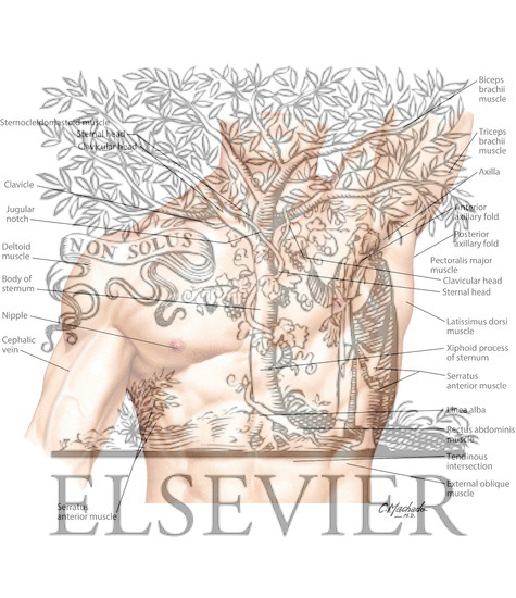 Watermarked preview of labeled image: Surface Anatomy of the Thorax