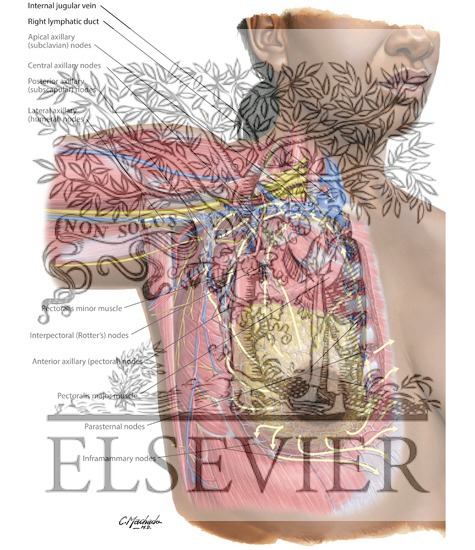 Lymphatic Drainage of Breast