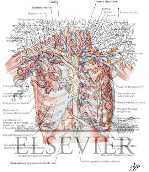 Anterior Thoracic Wall
Anterior Wall of Thorax