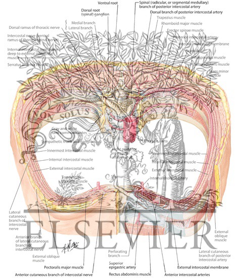 Watermarked preview of labeled image: Course and Relations of Intercostal Nerves and Arteries
Intercostal Nerves and Arteries