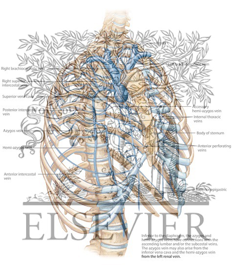 Veins of the Internal Thoracic Wall