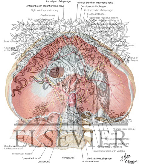 Diaphragm: Abdominal Surface