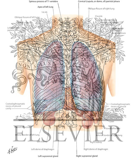 Topography of Lungs: Posterior View