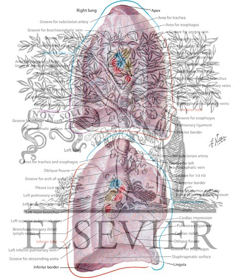 Watermarked preview of labeled image: Lungs: Medial Views 
Medial Surface of Lungs