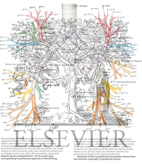 Watermarked preview of labeled image: Nomenclature of Bronchi: Schema