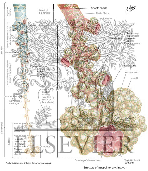 Development of Bronchioles and Alveoli
Intrapulmonary Airways: Schema
Subdivisions and Structure of Intrapulmonary Airways