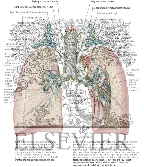 Lymph Vessels and Nodes of Lung
Routes of Lymphatic Drainage of Lungs