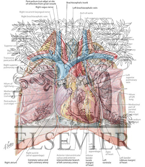 Heart: Anterior Exposure
Position of the Heart-Right Ventricle Anterior