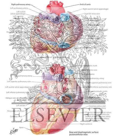 Heart: Base and Diaphragmatic Surfaces