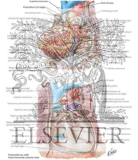Pericardial Sac
The Heart and Pericardial Sac