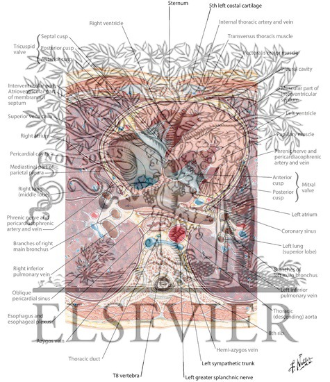 Transverse Section Through Heart and Thorax