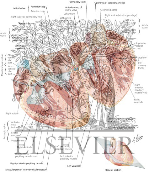 Watermarked preview of labeled image: Atria, Ventricles and Interventricular Septum