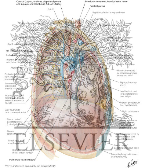 Watermarked preview of labeled image: Mediastinum: Right Lateral View
Right Thoracic Cavity and Mediastinum