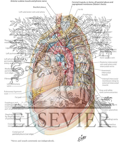 Watermarked preview of labeled image: Mediastinum
