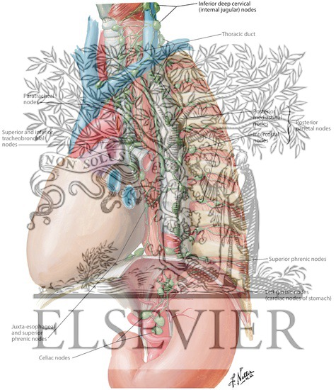 Lymph Vessels and Nodes of Esophagus
Lymphatic Drainage of Esophagus