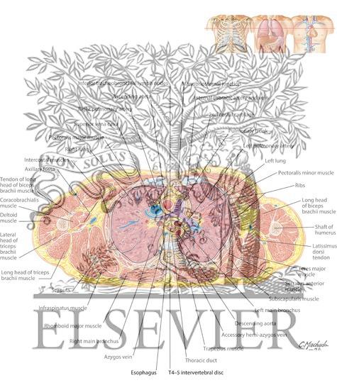 Thorax: Pulmonary Trunk