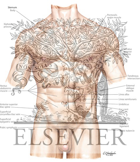 Abdomen: Surface Anatomy