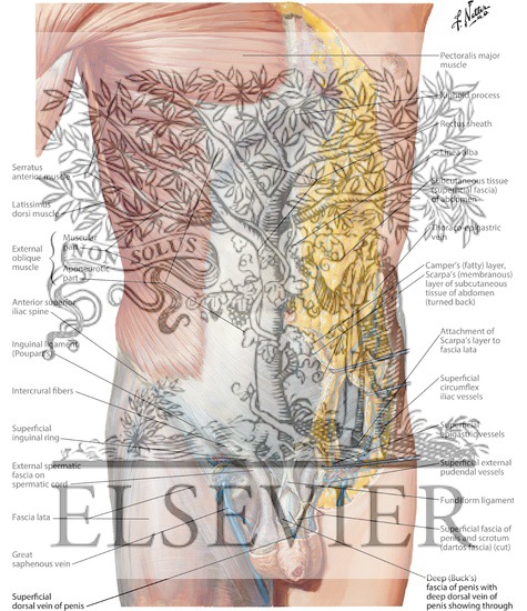 Anterior Abdominal Wall: Superficial Dissection Anterolateral Abdominal