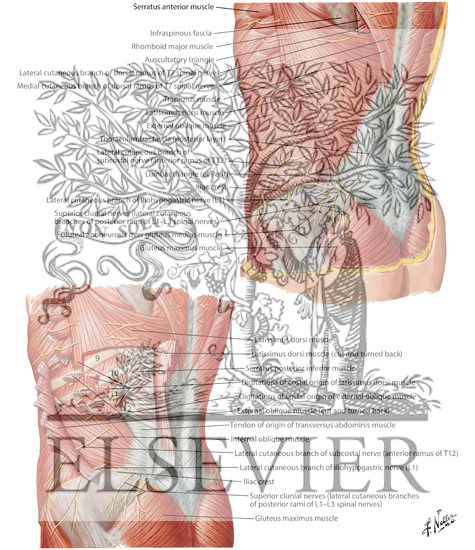 Watermarked preview of labeled image: Posterolateral Abdominal Wall