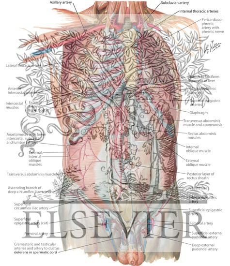 Arteries of Anterior Abdominal Wall
Blood Supply of the Abdomen