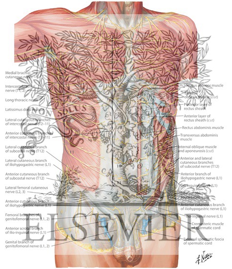 Innervation of Abdomen and of Perineum
Nerves of Anterior Abdominal Wall