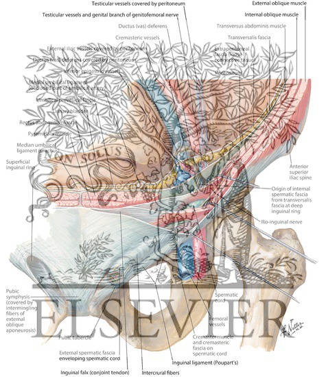 Inguinal Canal and Spermatic Cord
The Adult Inguinal Region