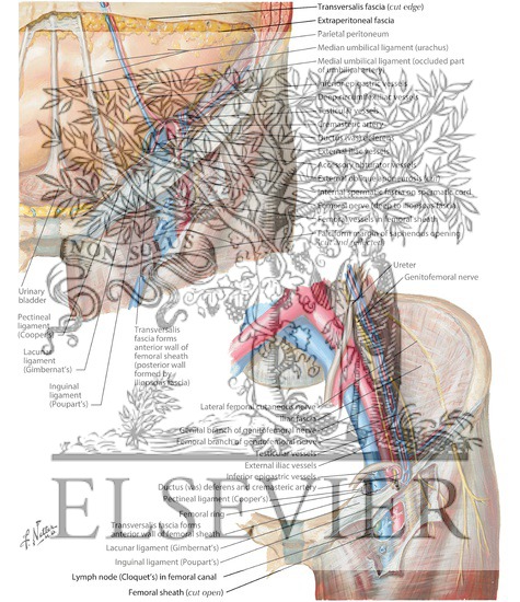 Femoral Sheath and Inguinal Canal
Inguinal Canal