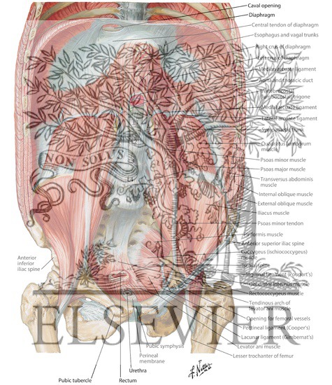 Watermarked preview of labeled image: Posterior Abdominal Wall: Internal View