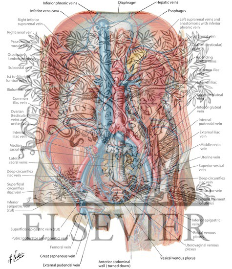 Watermarked preview of labeled image: Arteries and Veins of Posterior Abdominal Wall