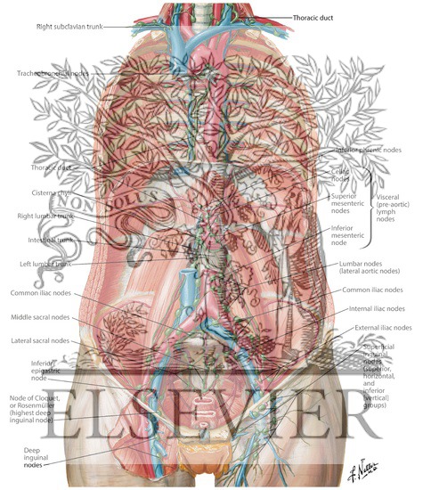 Watermarked preview of labeled image: Lymph Vessels and Nodes of Posterior Abdominal Wall