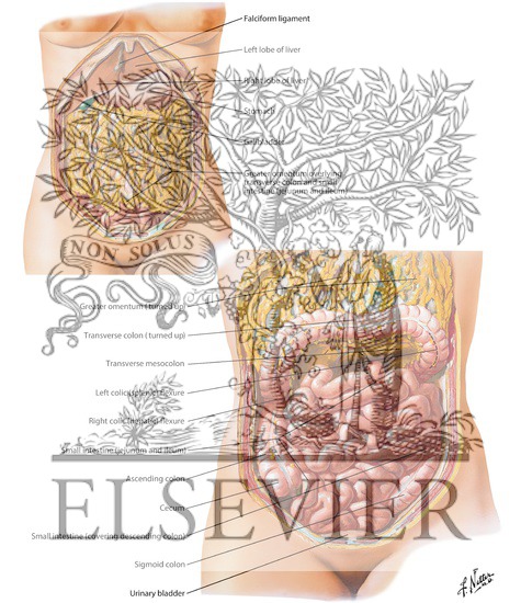 Greater Omentum and Abdominal Viscera
Small Intestine I - Topography and Relations