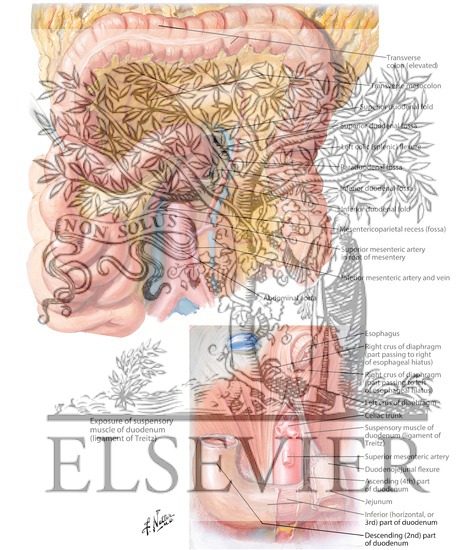 Duodenal Fossae and Ligament of Treitz