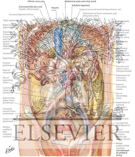 Watermarked preview of labeled image: Peritoneum of Posterior Abdominal Wall
