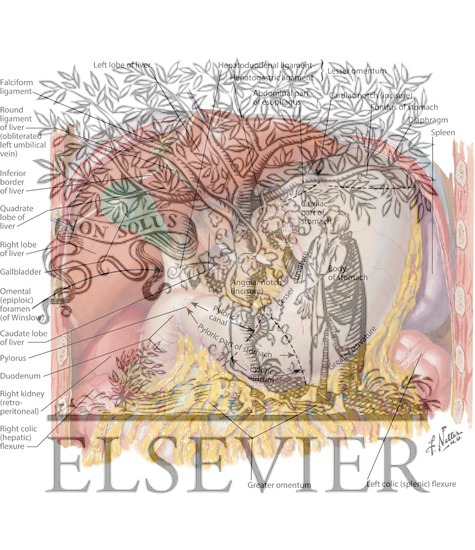Stomach, Liver, and Gallbladder